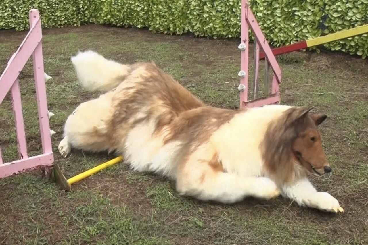 Homem que gastou mais de US$ 16 mil para 'virar' cachorro se dá mal em prova de agility