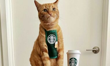 Casal gasta quase US$ 20 mil para vestir sua gata como barista do Starbucks