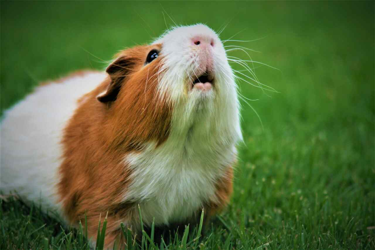 32 essentiële tips voor wie een cavia wil hebben