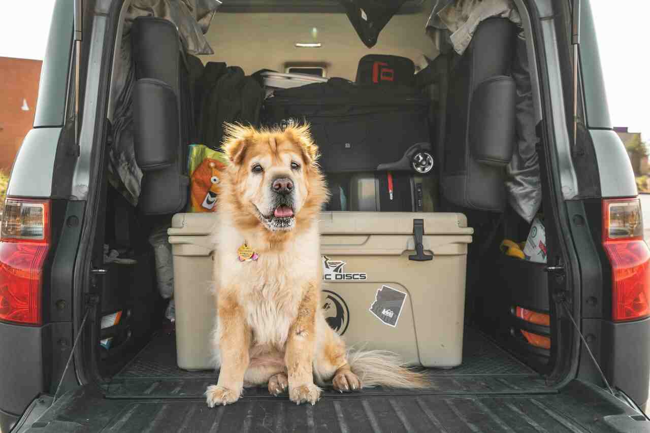 9 erros que os donos cometem quando viajam com seus pets