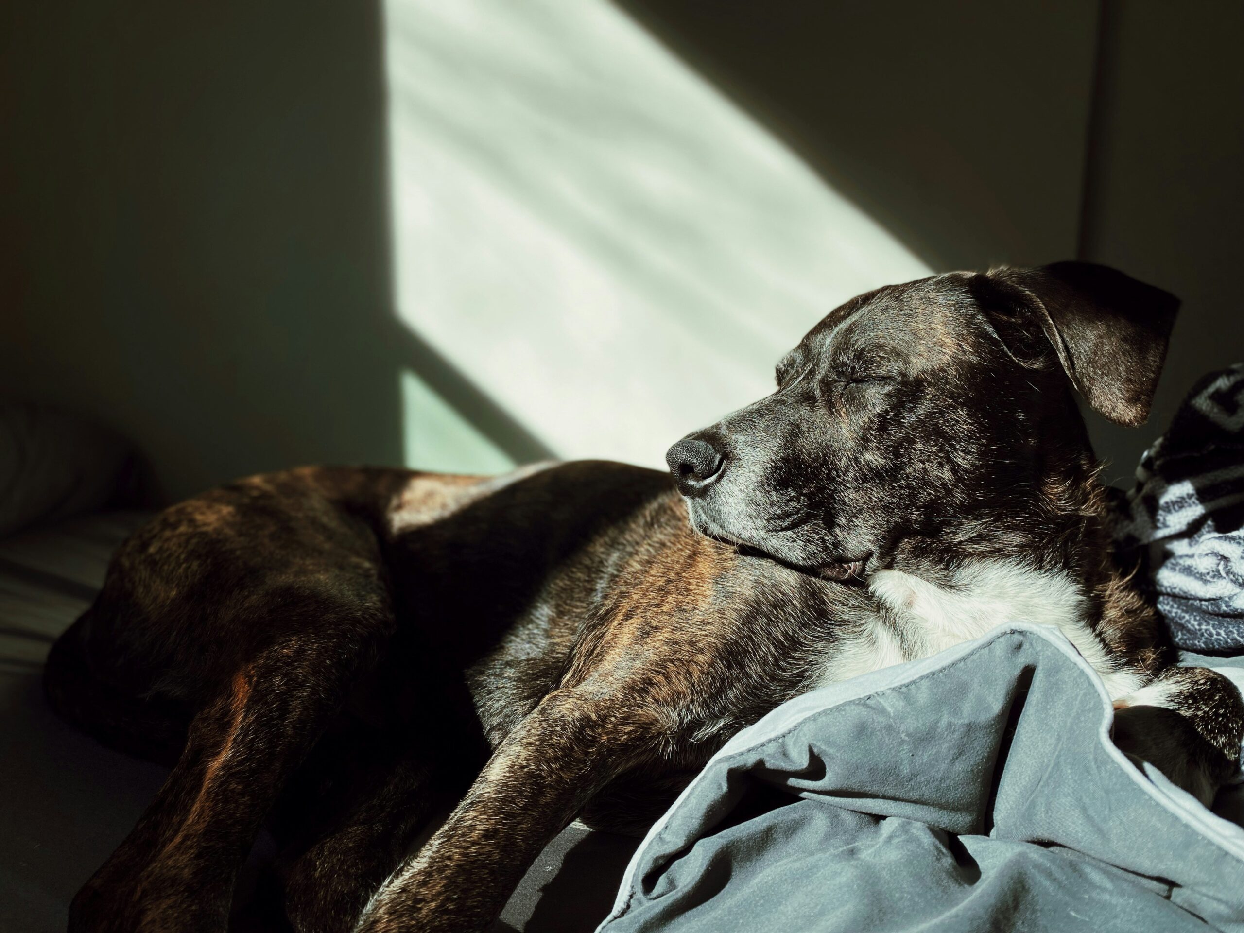 Pil die het leven van honden kan verlengen wordt getest, en de resultaten zijn veelbelovend