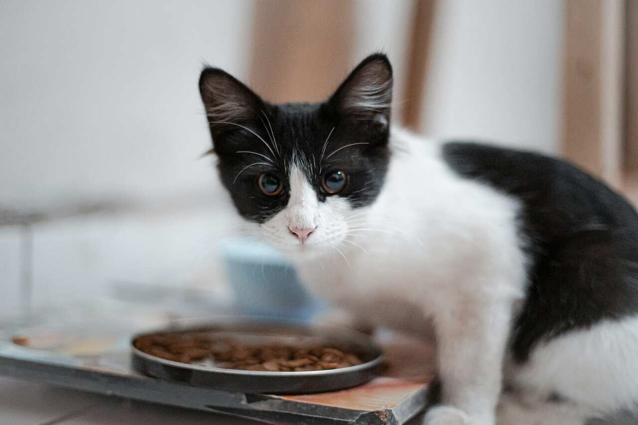 Myter og sannheter om kattens spisevaner. Foto: Mohammad Reza | Unsplash