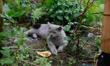 6 dicas ajudam a manter gatos indesejáveis longe do seu quintal