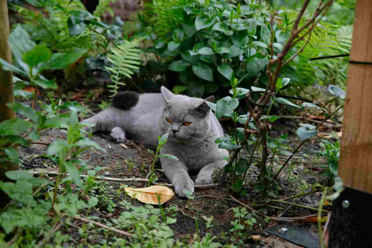 6 tips om ongewenste katten uit je tuin te houden