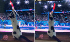 Katt gör allt för att distrahera gymnast på räcket. Foto: Återpublicerad från Instagram