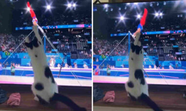 Katt gör allt för att distrahera gymnast på räcket. Foto: Återpublicerad från Instagram