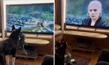 Hund absurt beroende av ‘House of the Dragon’. Foto: Instagram