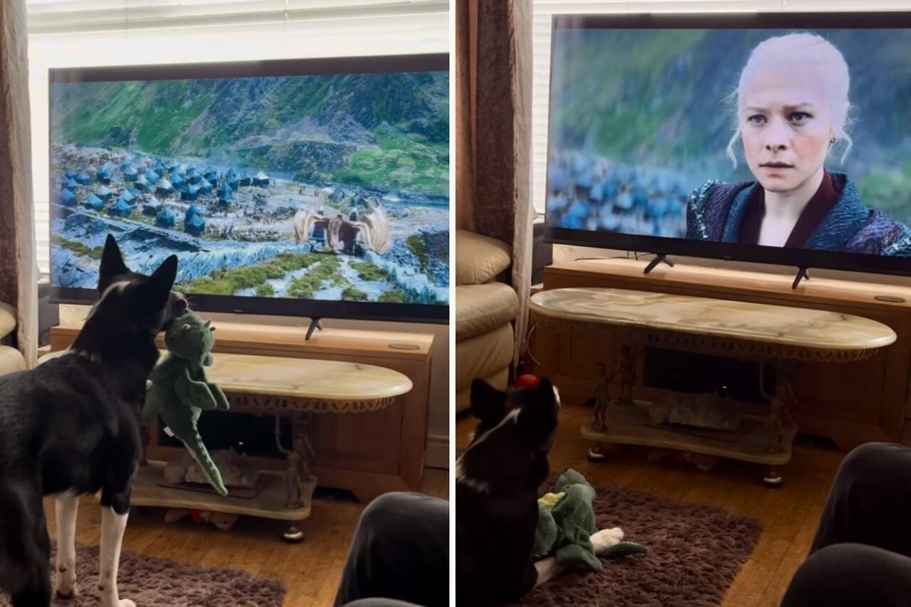 Hund extrem süchtig nach der Serie „House of the Dragon“. Foto: Instagram-Post