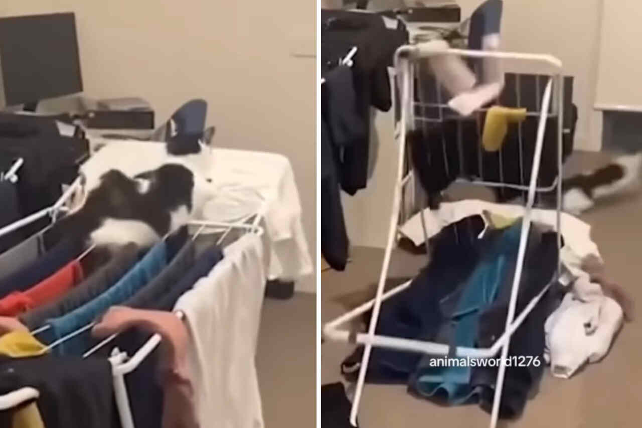 Cats exercising their destructive power with their owners' clothes. Photo: Instagram