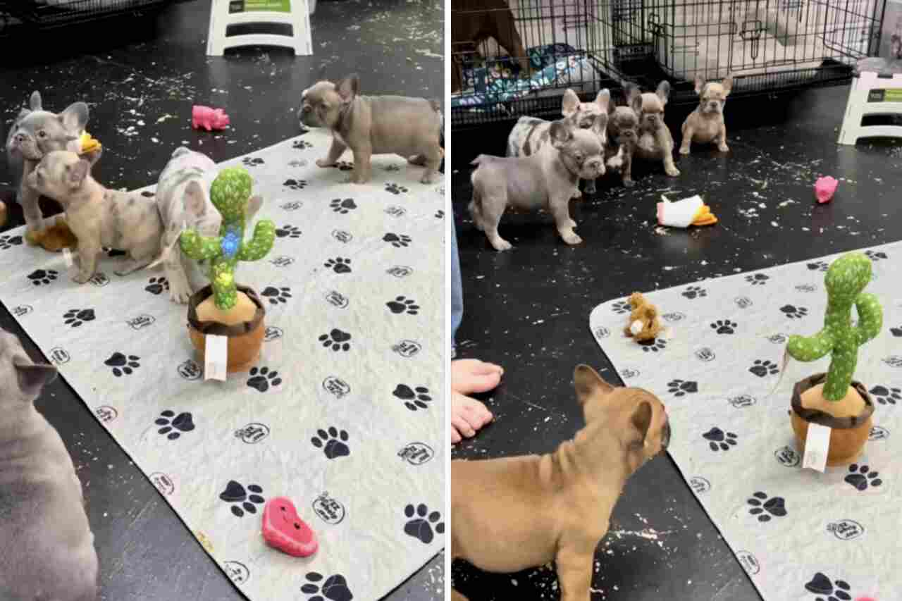 Hilarious video: toy cactus terrifies a pack of French bulldogs