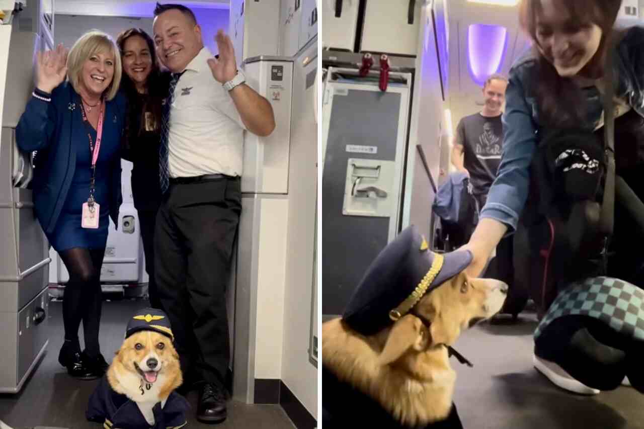 Video: Corgi-valp är den sötaste flygvärdinnan på planeten