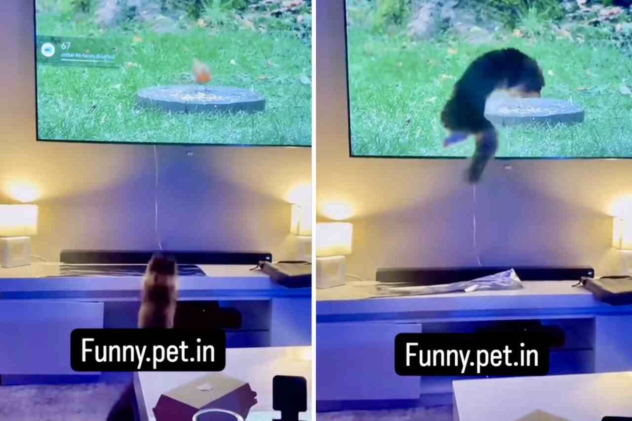 Grappige video legt katten vast die schrikken van aluminiumfolie