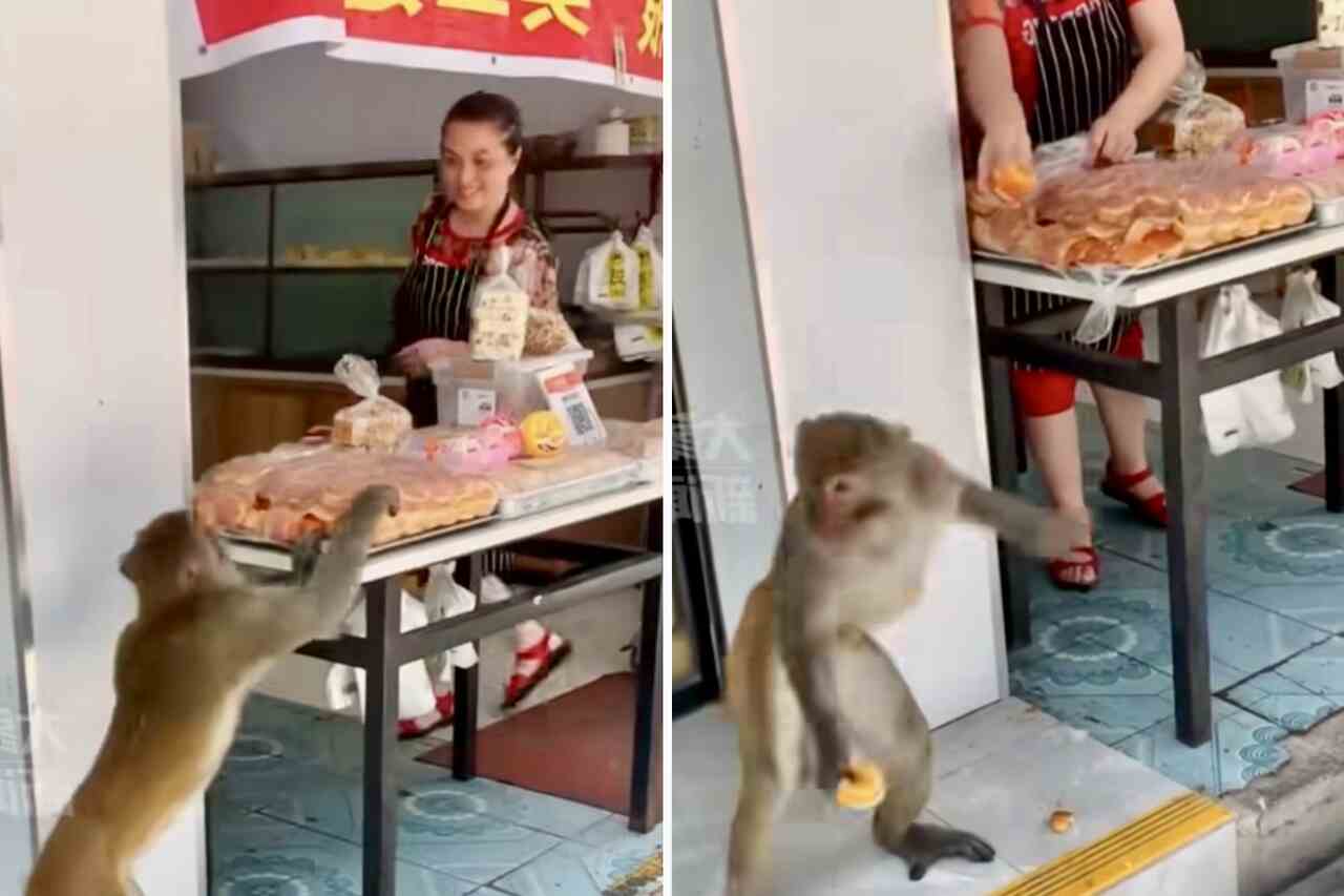 Video impressionante cattura attacchi di scimmie cleptomani