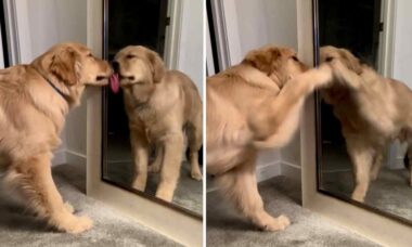 Vídeo hilário: cão golden retriever tem relação de amor e ódio com o espelho