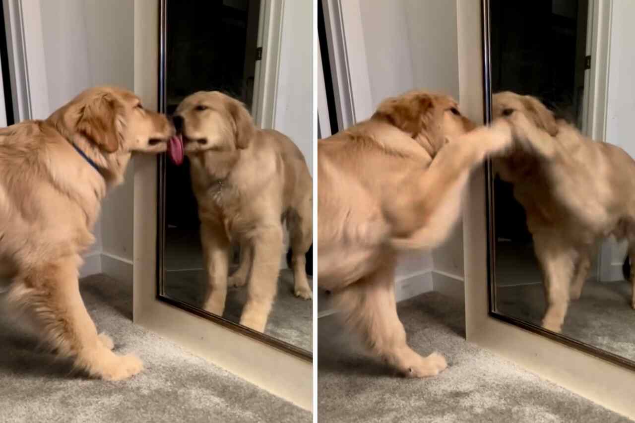 Morsom video: Golden retriever-hund har et forhold av kjærlighet og hat til speilet