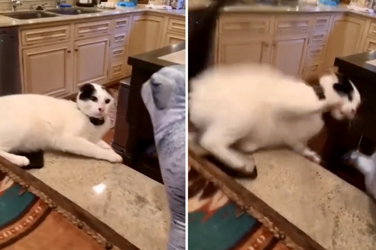 Vídeo hilarante: estos gatos torpes alegrarán tu día