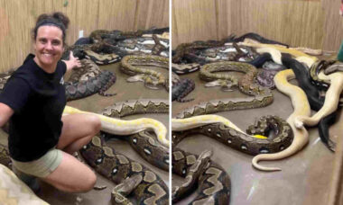 Vídeo registra cuidadora com coleção impressionante de cobras gigantescas