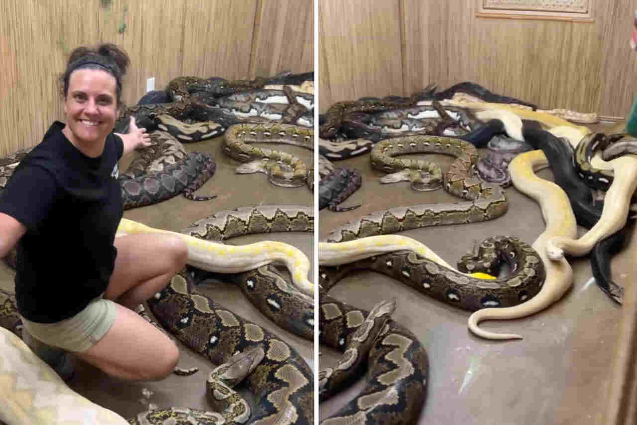 Video shows caretaker with an impressive collection of giant snakes