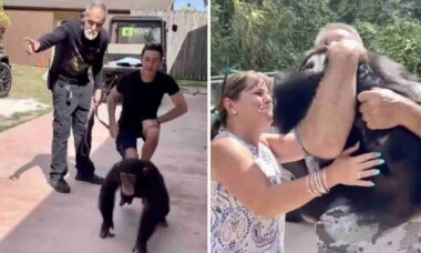 Vídeo comovente: chimpanzé reencontra casal que salvou sua vida sete anos atrás