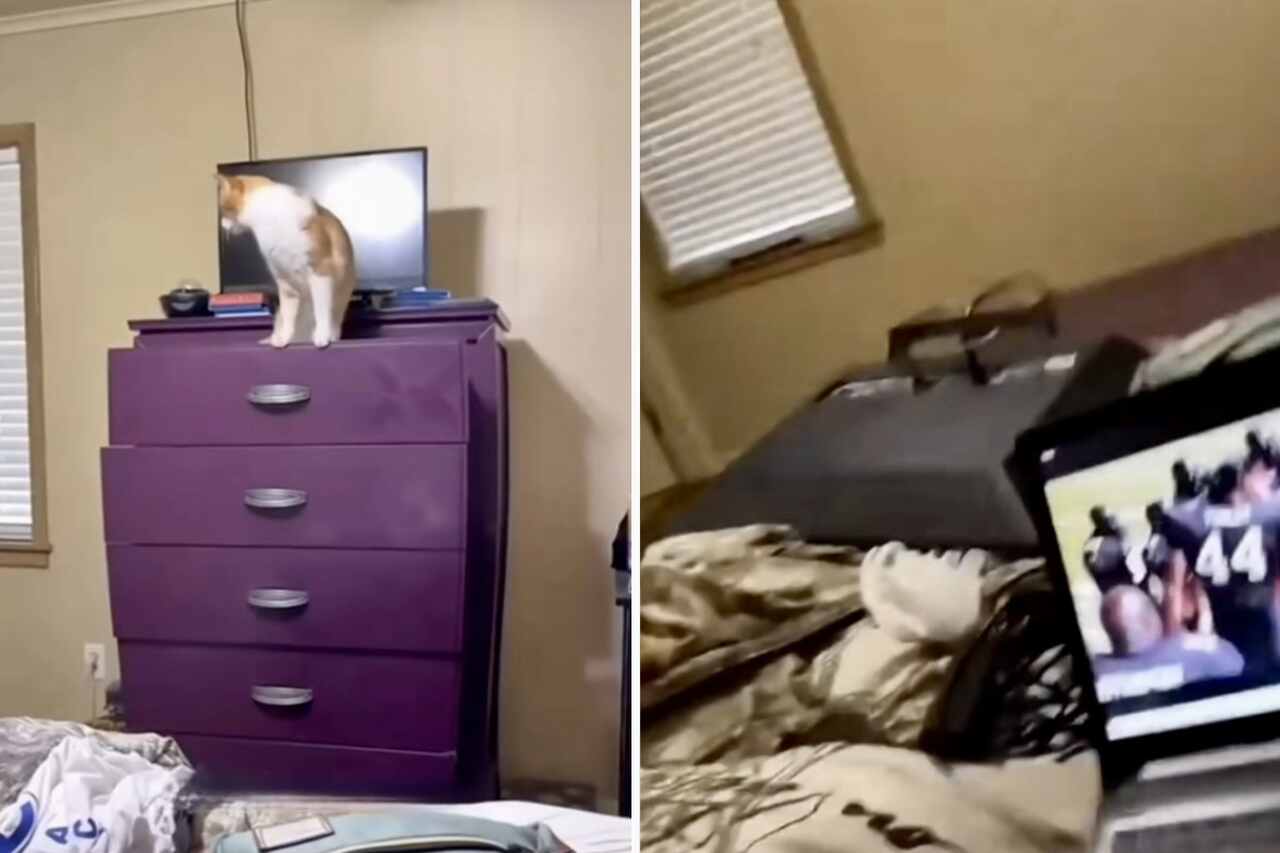 Hilarious videos capture the destructive power of cats