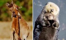 Vídeo que reúne mães e filhos na natureza tem doses elevadas de fofura