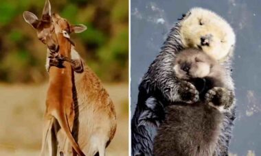 Vídeo que reúne mães e filhos na natureza tem doses elevadas de fofura