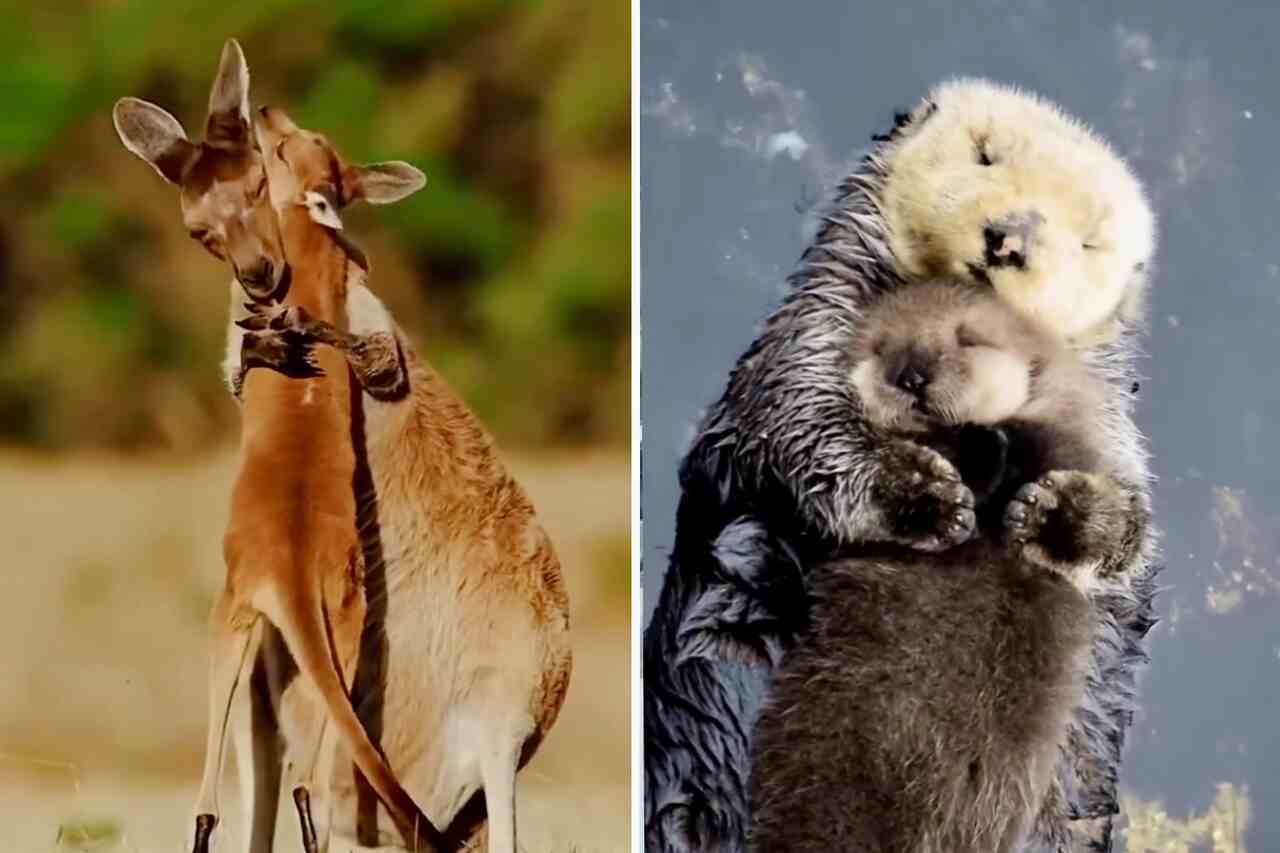 Video, das Mütter und ihre Nachkommen in der Natur zeigt, hat hohe Niedlichkeitswerte