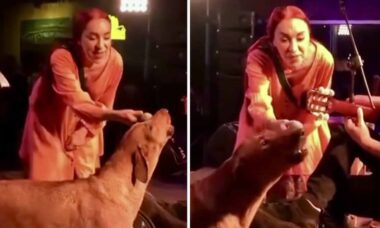 Vídeo hilário: cachorro assume os vocais durante apresentação de banda