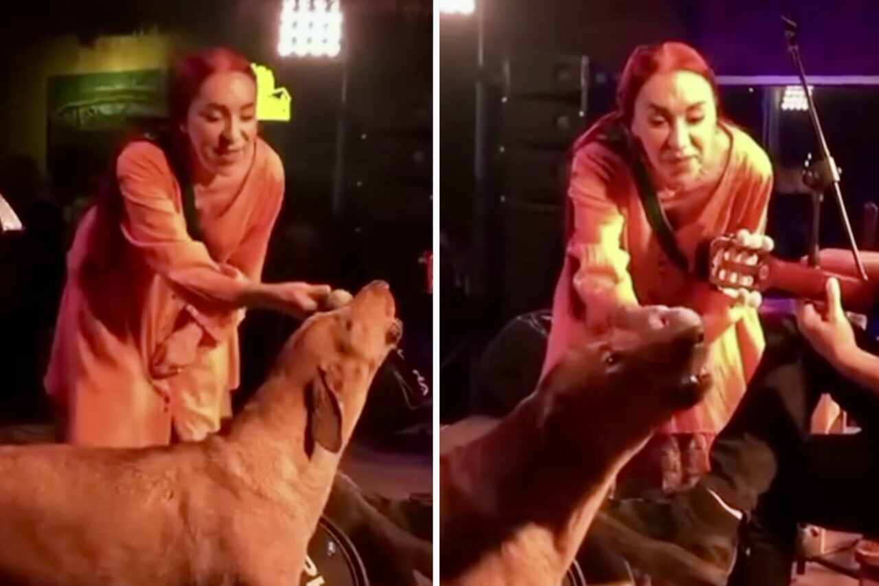 Hilarisk video: Hund tar över vokalerna under bandframträdande