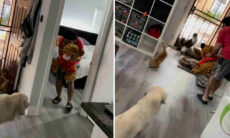 Man skrämmer sina husdjur med en mjukisdjur. Foto: Skärmdump från Instagram