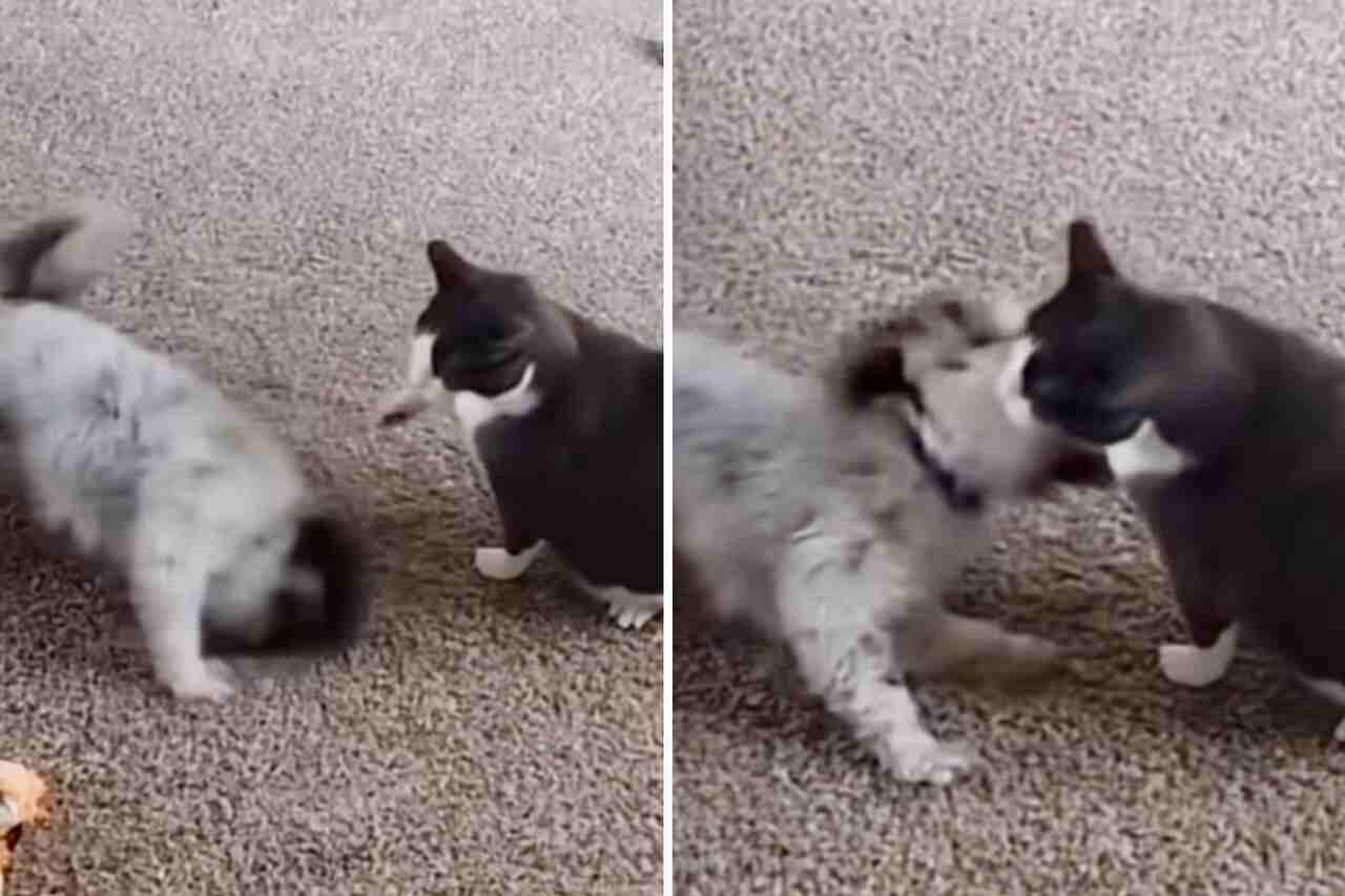 Vídeo hilário: cachorrinho viciado em rock pesado deixa gato confuso