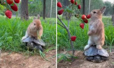 Vídeo fofo: coelho preguiçoso pega carona em tartaruga e sai para almoçar