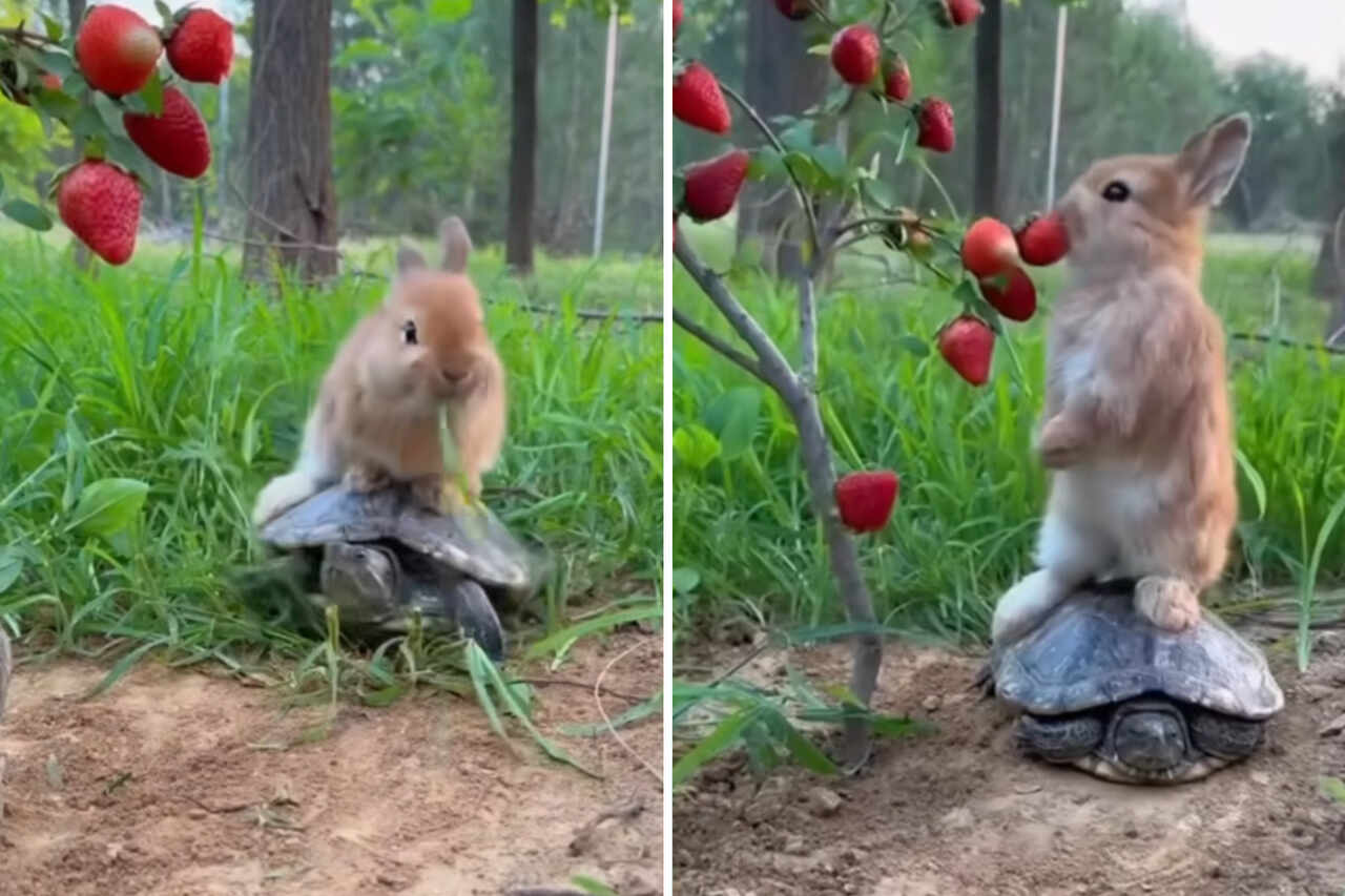 Vídeo fofo: coelho preguiçoso pega carona em tartaruga e sai para almoçar