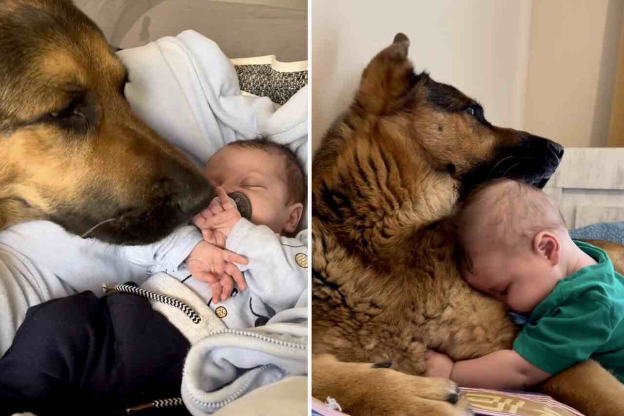 Vídeo fofo: amizade entre cão pastor alemão e bebê vai aquecer seu coração