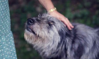 32 dicas facilitam o trabalho do dono e esticam a vida de um cão idoso