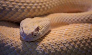 Bothrops insularis. Pexels