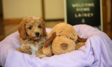 Estudo indica que cães lembram nomes de brinquedos mesmo passando anos sem vê-los