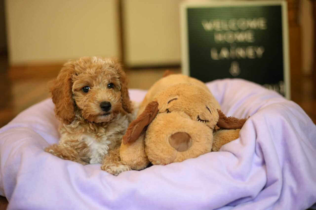 Study indicates that dogs remember toy names even after years without seeing them