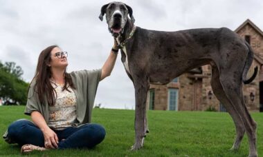 Por que cães grandes morrem mais cedo? A ciência começa a encontrar as respostas