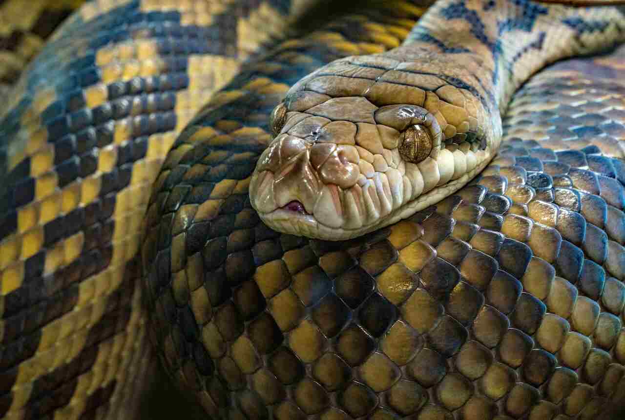 Scienziati catturano un gigantesco pitone mentre mangia un serpente vivo ancora più grande