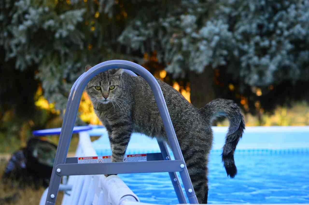 Científicos explican la relación ambigua de los gatos con el agua