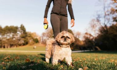 Confira os 6 erros que mesmo donos experientes de cães cometem