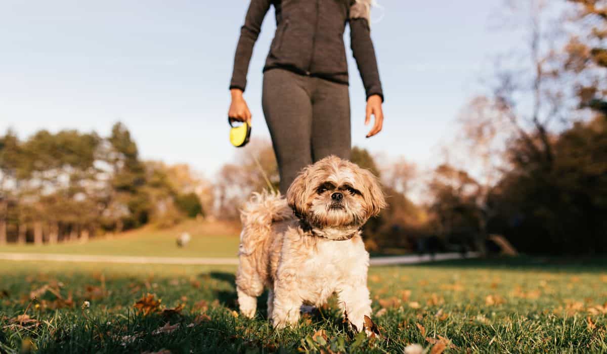 Überprüfen Sie die 6 Fehler, die selbst erfahrene Hundebesitzer machen