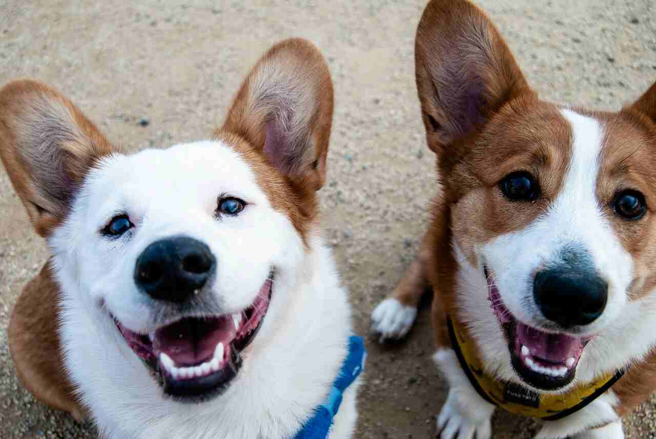 Why do we identify dogs as males and cats as females? Psychology explains