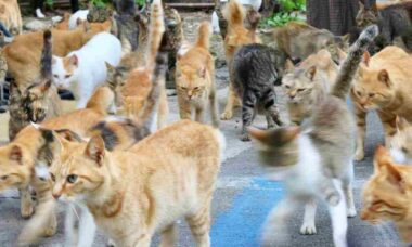 Ilha japonesa diz que seus gatos estarão extintos nos próximos anos; entenda