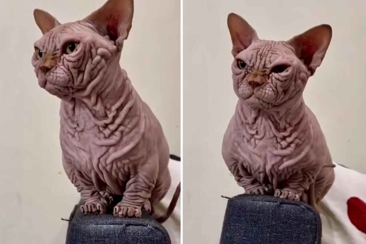 Experts condemn the bully cat, an artificially bred feline breed