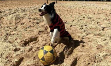 Conheça Floki, o cachorro que brilha em partidas de futevôlei nas praias do Rio de Janeiro