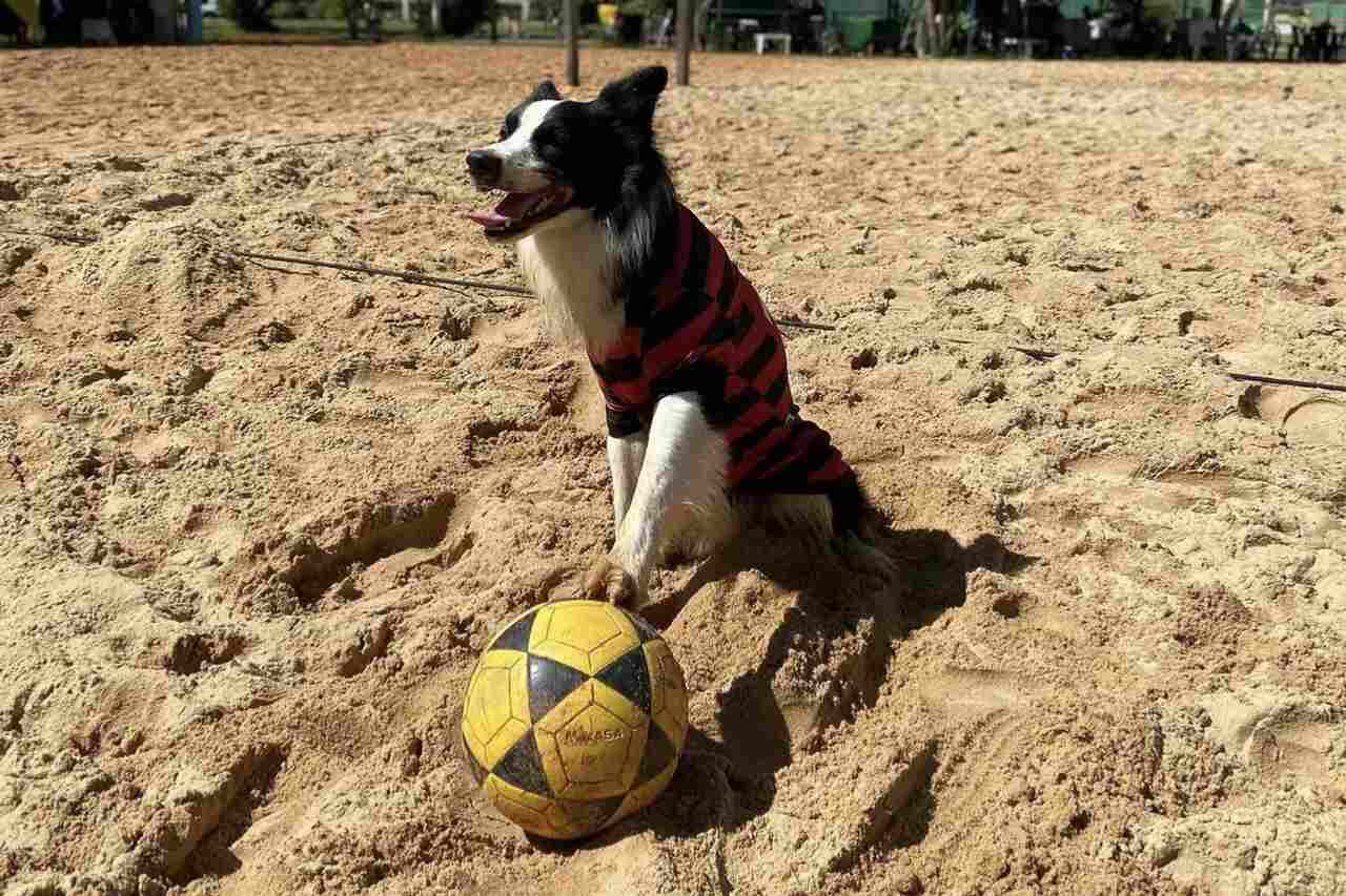 Video Meet Floki, the dog who shines in footvolley matches on the
