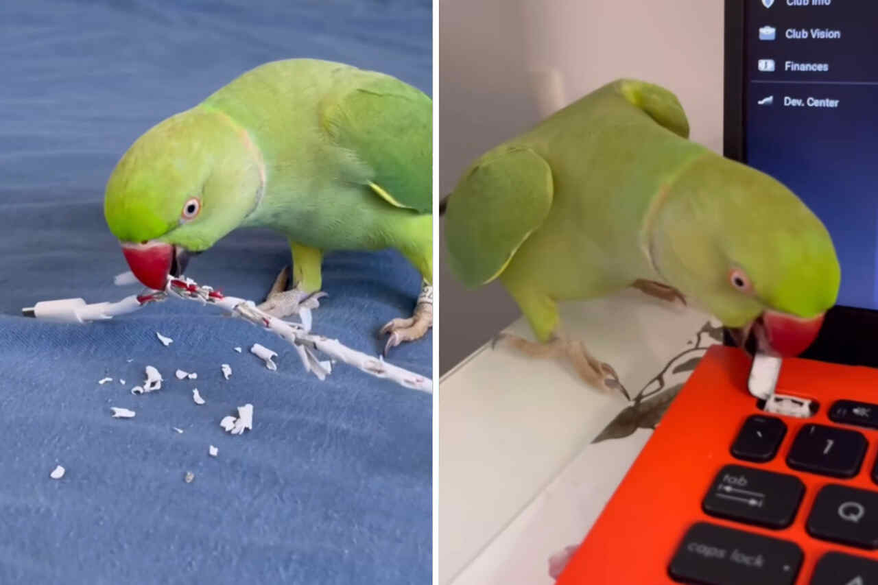 Video captures a little bird with an impressive house-destroying power