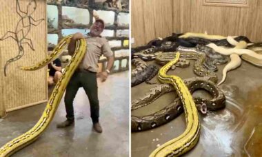 Vídeo impressionante: homem leva cobra gigantesca para descansar com suas colegas